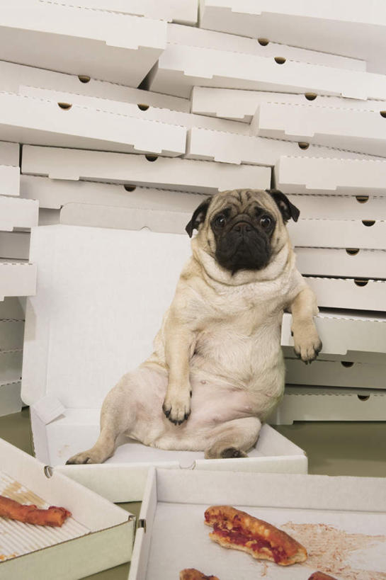 无人,坐,竖图,室内,白天,正面,烹饪,西餐,宠物,狗,一堆,阴影,堆叠,堆积,反射,影子,纸盒,料理,食品,披萨,注视,菜肴,美食,盒子,食物,一只,白色,动物,包装盒,快餐,观察,看,可爱,西式,佳肴,观看,堆,察看,卫生,比萨,关注,西式快餐,垃圾食品,纯真,忠诚,可怜,意大利薄饼,洁净,光明,恬静,中间色,朴素,清白,犬,坐着,彩图,全身