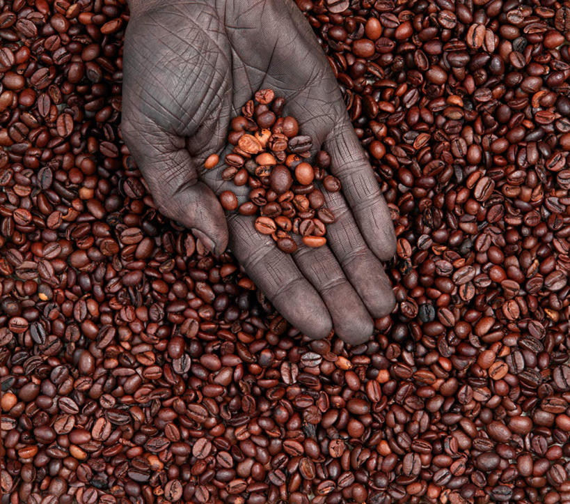 咖啡,西方人,手,一个人,站,横图,俯视,室外,特写,白天,植物,豆,欧洲,非洲,黑人,欧洲人,一堆,许多,阴影,堆叠,堆积,光线,影子,灯光,豆类,豆子,地面,很多,一个,咖啡豆,伸,站着,手部,单个,堆,屈,豆科,咖啡因,非洲人,站立,半身,彩图,高角度拍摄