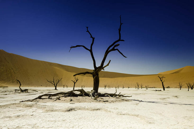 无人,横图,室外,白天,正面,旅游,度假,荒凉,美景,沙漠,植物,非洲,纳米比亚,一棵,阴影,枯萎,光线,沙子,影子,景观,枯树,枝条,荒漠,沙丘,娱乐,树,树干,树木,树枝,黄色,蓝色,蓝天,天空,阳光,自然,天,享受,休闲,景色,放松,生长,晴朗,成长,自然风光,荒原,万里无云,纳米比亚共和国,冷落,大漠,荒芜,砂漠,晴空,晴空万里,彩图