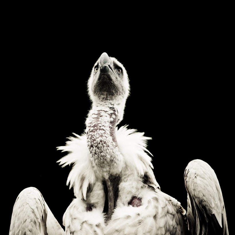 脸,头,脸颊,无人,站,方图,黑白,室内,特写,白天,正面,鸟,野生动物,羽毛,阴影,黑色背景,轻盈,柔软,光线,鸟类,秃鹫,影子,注视,一只,阳光,动物,观察,看,站着,摄影,影棚,观看,察看,关注,凶猛,轻柔,残暴,凶残,头部,脸部,脸蛋,面部,座山雕,秃鹰,狗头鹫,站立,半身,影棚拍摄,拍摄