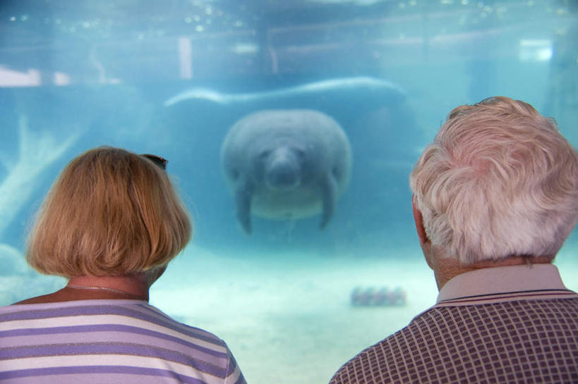 游泳,西方人,老年人,两个人,家庭,夫妻,站,横图,室内,白天,爱情,旅游,度假,海底,水下,哺乳动物,海牛,野生动物,欧洲,欧洲人,一排,服装,整齐,水底,浪漫,注视,休闲装,娱乐,排列,一只,背面,衣服,蓝色,动物,观察,看,站着,享受,休闲,温暖,温馨,一家人,休闲服,恩爱,放松,海底世界,恋人,服饰,观看,和睦,察看,队列,关注,泅水,拍浮,老年男性,老年女性,男人,男性,女人,女性,白种人,夫妇,情侣,海床,站立,半身,彩图,伴侣,融洽