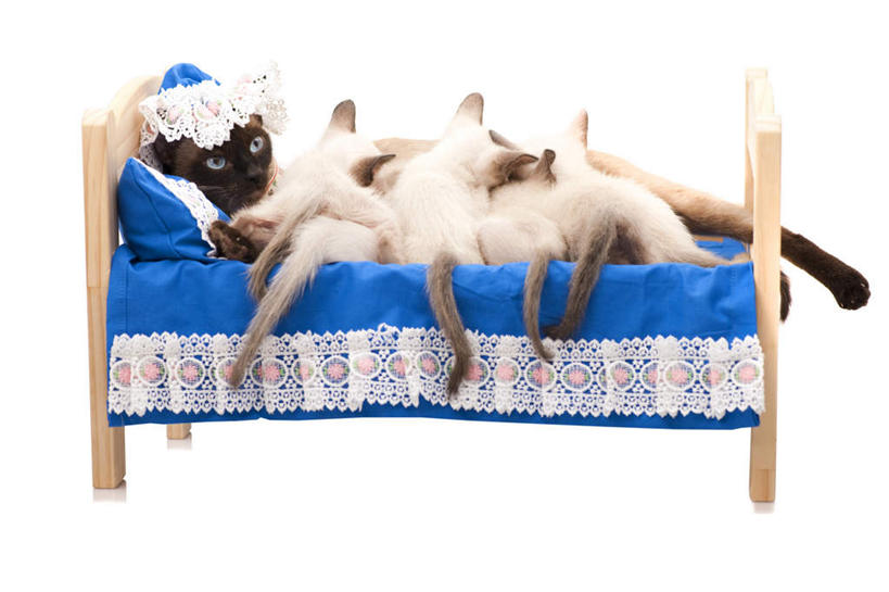 脸,头,脸颊,无人,家庭,躺,横图,室内,特写,白天,白色背景,正面,床,宠物,猫,一排,许多,整齐,床单,被子,排列,动物,温暖,温馨,一家人,可爱,摄影,单人床,影棚,幼崽,和睦,被单,吃奶,队列,猫咪,卧着,头部,脸部,脸蛋,面部,躺着,卧,彩图,全身,影棚拍摄,拍摄,融洽