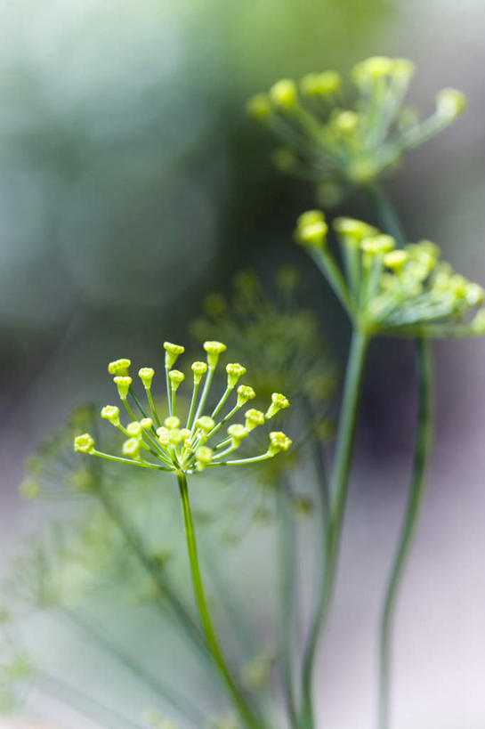 无人,竖图,室外,特写,白天,正面,许多,朦胧,模糊,盛开,花蕾,花,花瓣,花朵,鲜花,黄色,花苞,花蕊,莳萝,洋茴香,土茴香,彩图