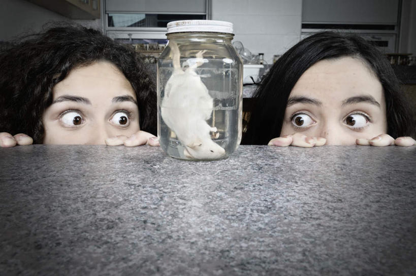 西方人,两个人,蹲,横图,室内,白天,正面,柜子,桌面,桌子,猪,欧洲,欧洲人,惊讶,罐子,墙,大理石,注视,墙壁,墙面,玻璃制品,一只,玻璃瓶,瓶子,橱柜,观察,看,观看,惊奇,察看,扶着,关注,震动,大理石制品,诧异,震惊,男人,男性,年轻男性,年轻女性,女人,女性,白种人,蹲着,半身,彩图