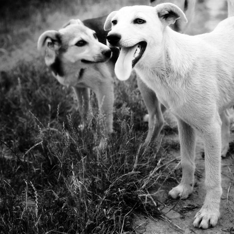 无人,站,方图,俯视,黑白,室内,白天,草地,草坪,植物,宠物,狗,两条,注视,吐舌头,草,绿色,动物,观察,看,亲昵,伸舌头,站着,吐舌,激情,可爱,亲密,亲热,观看,察看,关注,忠诚,亲切,密切,犬,站立,半身,高角度拍摄
