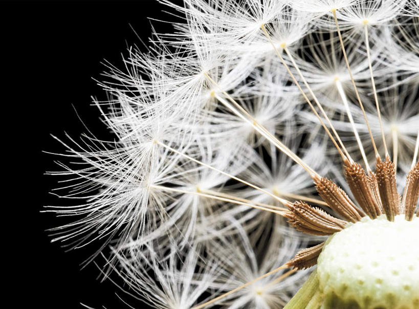 无人,横图,室内,特写,白天,正面,爱情,植物,蒲公英,黑色背景,盛开,花,花瓣,花朵,花卉,鲜花,一朵,白色,花蕊,摄影,影棚,开朗,蒲公草,尿床草,彩图,影棚拍摄,拍摄