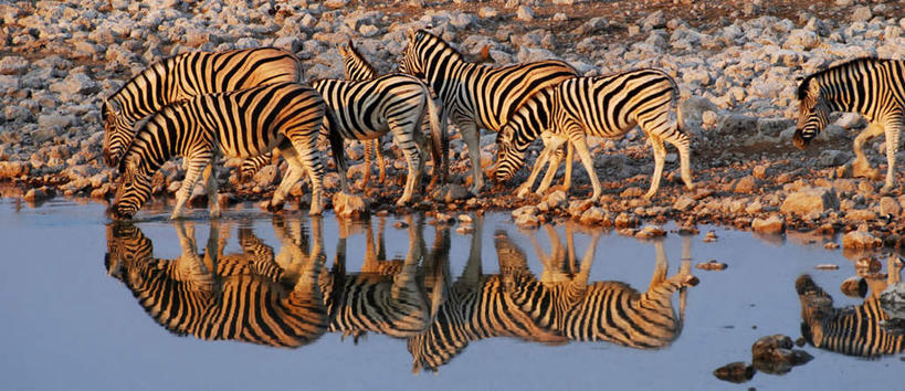 无人,动物园,站,横图,室外,白天,侧面,河流,石头,美景,水,斑马,马,野生动物,非洲,纳米比亚,许多,喝,阴影,光线,石子,影子,河水,景观,水流,注视,阳光,自然,动物,观察,看,站着,景色,可爱,牲畜,活泼,观看,察看,关注,自然风光,野生动物园,纳米比亚共和国,石块,站立,彩图,全身