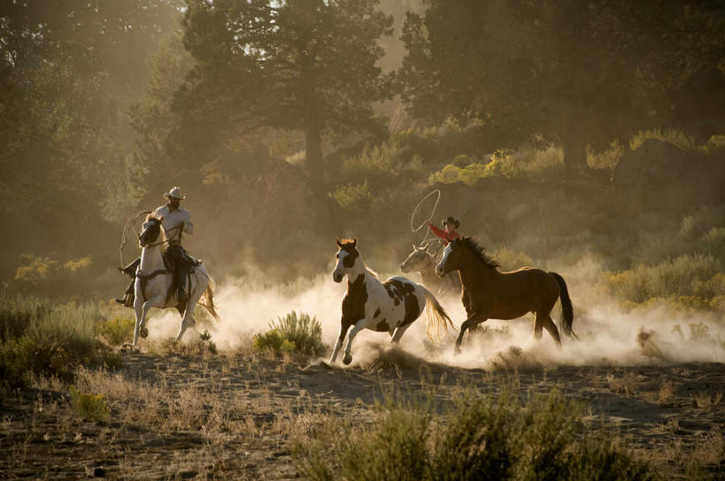 西方人,两个人,坐,横图,室外,白天,正面,草地,草坪,植物,马,野生动物,帽子,欧洲,欧洲人,奔驰,阴影,服装,漂浮,飘扬,光线,影子,飘落,休闲装,草,树,树木,四匹,衣服,绿色,阳光,自然,动物,奔跑,驾驶,行驶,休闲,休闲服,牛仔帽,运输,服饰,牲畜,生长,成长,下沉,操纵,灰尘,尘土,控制,挥动,挥舞,马鞭,降落,操控,把持,飘零,摆荡,男人,男性,年轻男性,白种人,坐着,彩图,全身