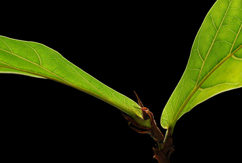 无人,横图,室内,特写,白天,正面,植物,静物,叶子,一片,黑色背景,纹理,绿叶,背光,绿色,嫩叶,摄影,影棚,逆光,肌理,苹果核,叶,叶片,叶脉,彩图,影棚拍摄,拍摄