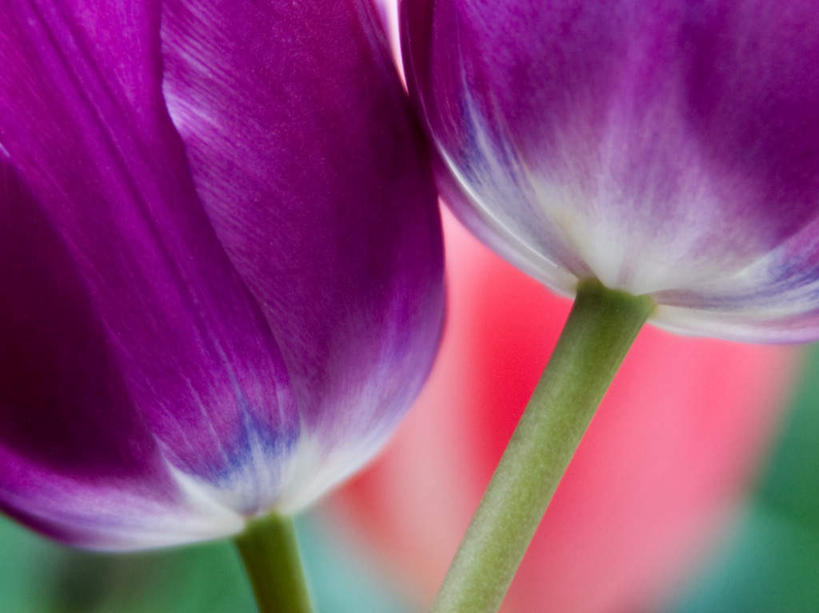 无人,横图,室外,特写,白天,正面,爱情,旅游,度假,美景,郁金香,盛开,景观,茎,祝福,花蕾,娱乐,花,花瓣,花朵,鲜花,粉色,紫色,自然,春季,春天,花苞,花蕊,享受,休闲,景色,放松,生机,表白,生命,自然风光,荣誉,永恒,春日,郁香,洋荷花,草麝香,彩图