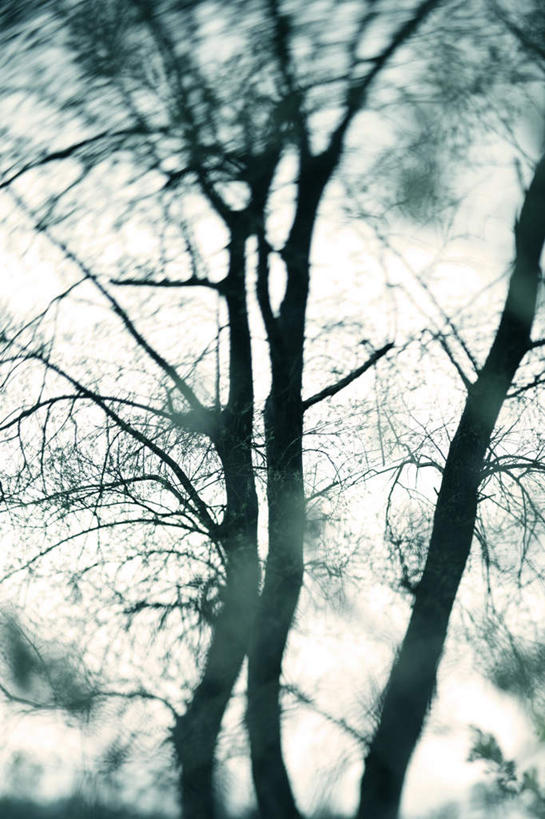 无人,竖图,室外,白天,正面,旅游,美景,植物,阴影,光线,影子,景观,树桩,树,树干,树木,绿色,阳光,自然,木桩,景色,生长,成长,自然风光,彩图,游览