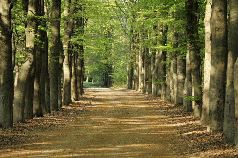 无人,横图,室外,白天,正面,旅游,度假,美景,树林,植物,道路,路,欧洲,荷兰,阴影,光线,影子,景观,小路,交通,娱乐,树,树木,绿色,阳光,自然,享受,休闲,景色,放松,生长,成长,西欧,自然风光,荷兰王国,尼德兰王国,彩图