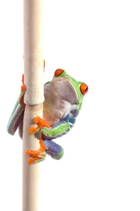 无人,站,竖图,室内,白天,白色背景,侧面,植物,野生动物,红眼树蛙,树蛙,枝条,注视,树,树木,树枝,一只,黄色,红色,绿色,动物,观察,看,站着,可爱,摄影,活泼,影棚,观看,察看,关注,虬枝,枝杈,站立,彩图,全身,影棚拍摄,拍摄