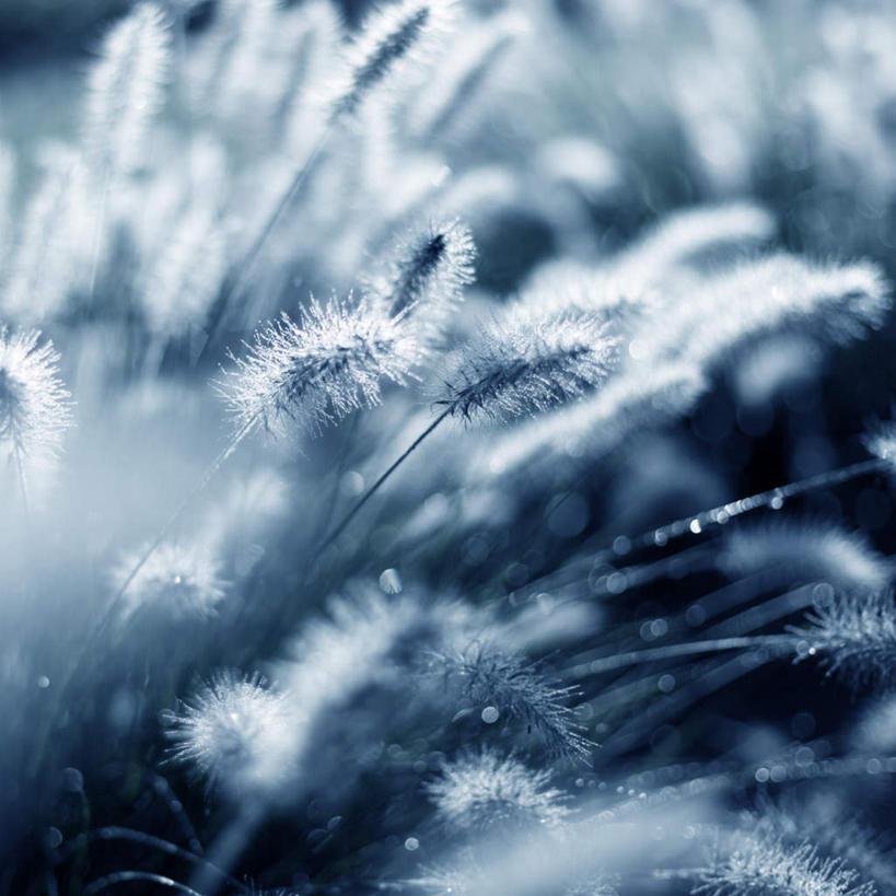 无人,方图,室外,白天,正面,旅游,度假,美景,植物,阴影,朦胧,模糊,光线,影子,景观,娱乐,狗尾巴草,绿色,阳光,自然,享受,休闲,狗尾草,景色,放松,生长,成长,自然风光,绿狗尾草,谷莠子,彩图