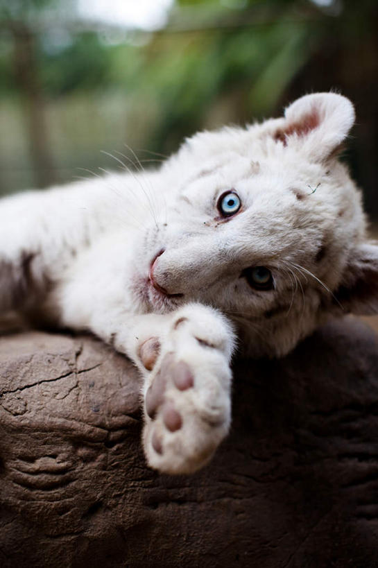 脸,头,脸颊,无人,躺,竖图,室外,特写,白天,正面,美景,虎,野生动物,模糊,景观,注视,一只,自然,动物,观察,看,景色,观看,察看,关注,自然风光,凶猛,白虎,含糊,恍惚,模胡,依稀,隐约,白老虎,卧着,残暴,凶残,头部,脸部,脸蛋,面部,老虎,躺着,卧,半身,彩图