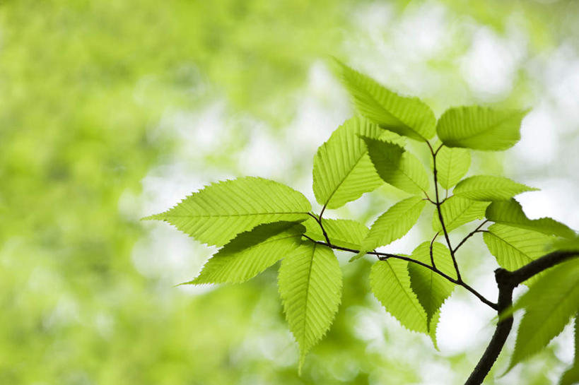 无人,横图,室外,特写,白天,正面,植物,叶子,新鲜,天然,绿叶,枝条,树,树木,树枝,绿色,自然,嫩叶,茂盛,生长,成长,青春,繁茂,生命,和平,安详,兴旺,昌盛,冷色,虬枝,枝杈,昌隆,畅旺,发达,蕃芜,繁盛,富强,隆盛,蓬勃,旺盛,兴隆,兴盛,郁勃,叶,叶片,彩图