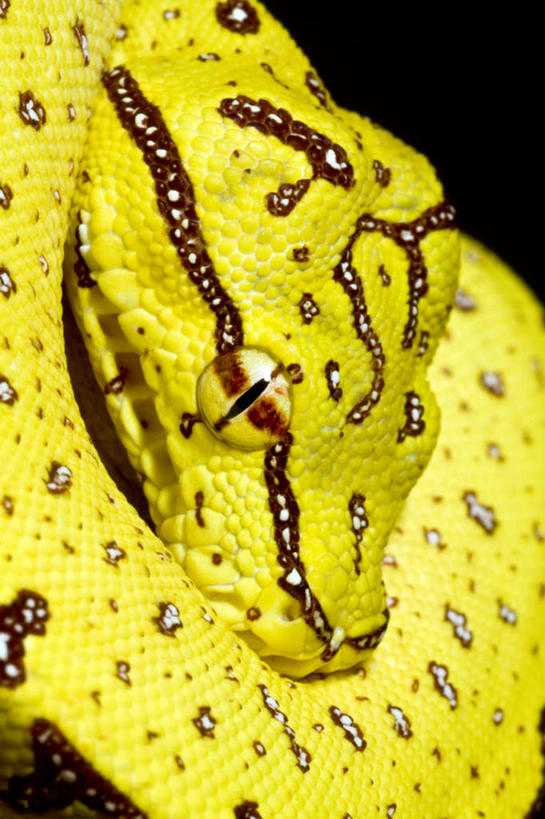 脸,头,眼睛,脸颊,无人,竖图,室内,特写,白天,正面,野生动物,瞳孔,黑色背景,花纹,蟒蛇,爬行动物,蛇,黄色,动物,眼部,摄影,影棚,冷血动物,凶猛,脊椎动物,长虫,绿树蟒,残暴,凶残,头部,脸部,脸蛋,面部,眼,半身,彩图,影棚拍摄,拍摄,冷血