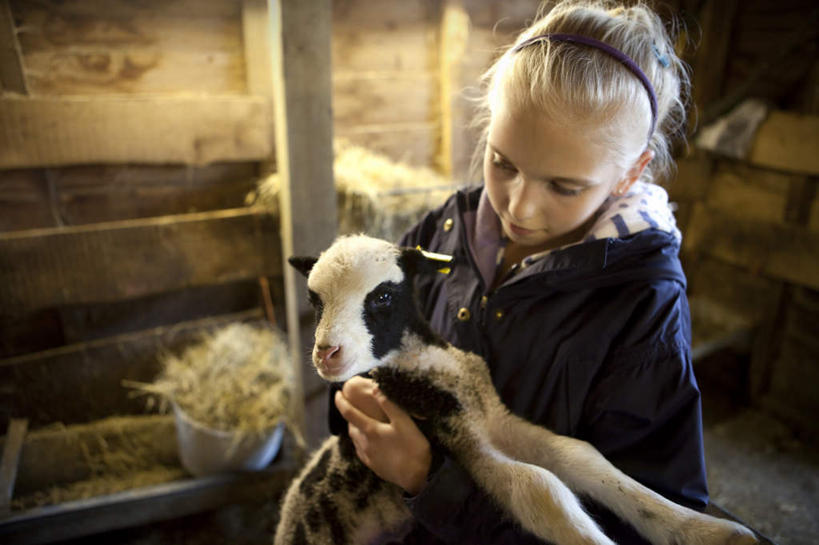 西方人,儿童,一个人,站,抱,横图,俯视,室内,羊,欧洲,欧洲人,仅一个女性,仅一个人,服装,装饰,头饰,墙,干草,注视,休闲装,墙壁,墙面,小孩,衣服,动物,草垛,观察,看,站着,仅一个小孩,休闲服,家畜,可爱,服饰,牲畜,抱着,观看,华丽,修饰,点缀,察看,搂着,关注,衬托,美观,雅致,雅观,心爱,干草垛,女孩,女人,女性,白种人,孩子,绵羊,怀抱,搂,搂抱,相抱,拥抱,站立,半身,彩图,高角度拍摄,女生