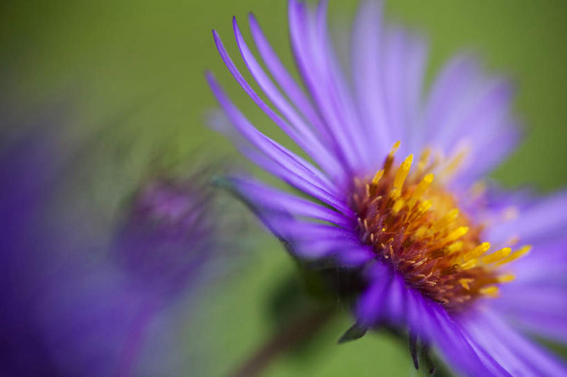 无人,横图,俯视,室外,特写,白天,植物,三朵,阴影,朦胧,模糊,盛开,光线,影子,草药,药草,花蕾,中药,花,花瓣,花朵,鲜花,黄色,紫色,花苞,花蕊,机智,止咳,药材,中草药,中药材,本草,说谎,化痰,紫苑,紫苑花,彩图,高角度拍摄,润肺
