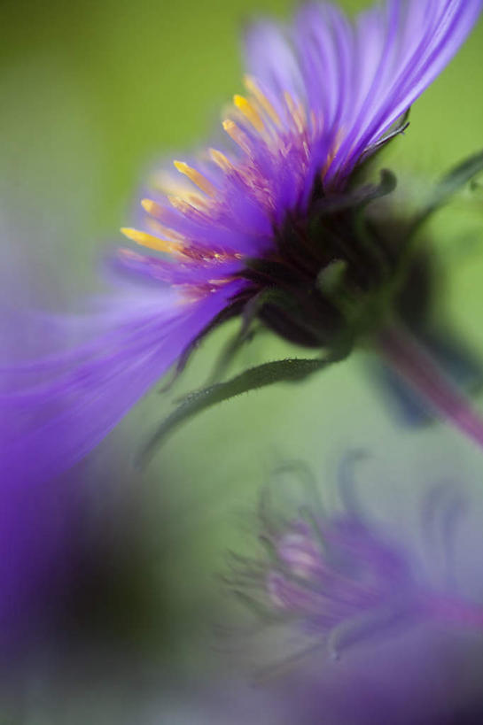 无人,竖图,室外,特写,白天,正面,植物,三朵,阴影,朦胧,模糊,盛开,光线,影子,草药,药草,花蕾,中药,花,花瓣,花朵,鲜花,黄色,紫色,花苞,花蕊,机智,止咳,药材,中草药,中药材,本草,说谎,化痰,紫苑,紫苑花,彩图,润肺