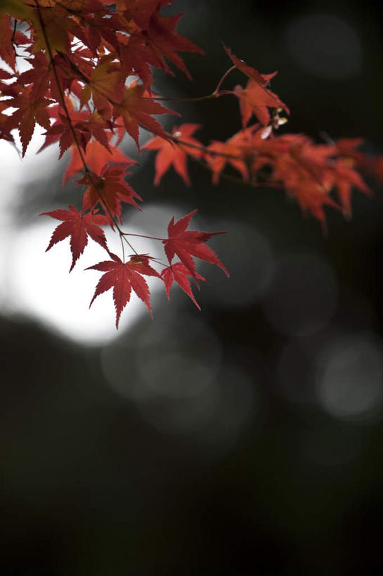 无人,竖图,室外,特写,白天,仰视,秋季,枫树,叶子,朦胧,模糊,绿叶,红色,嫩叶,槭树,鸡爪槭,叶,叶片,秋,秋天,鸡爪枫,彩图,低角度拍摄