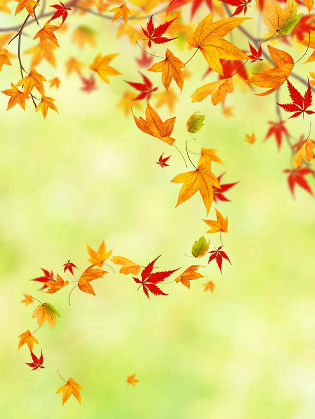 无人,竖图,室外,特写,白天,正面,植物,枫树,叶子,朦胧,模糊,枫叶,枯叶,落叶,树,树木,黄色,红色,绿色,生长,成长,枫树叶,槭树,鸡爪槭,叶,叶片,鸡爪枫,彩图