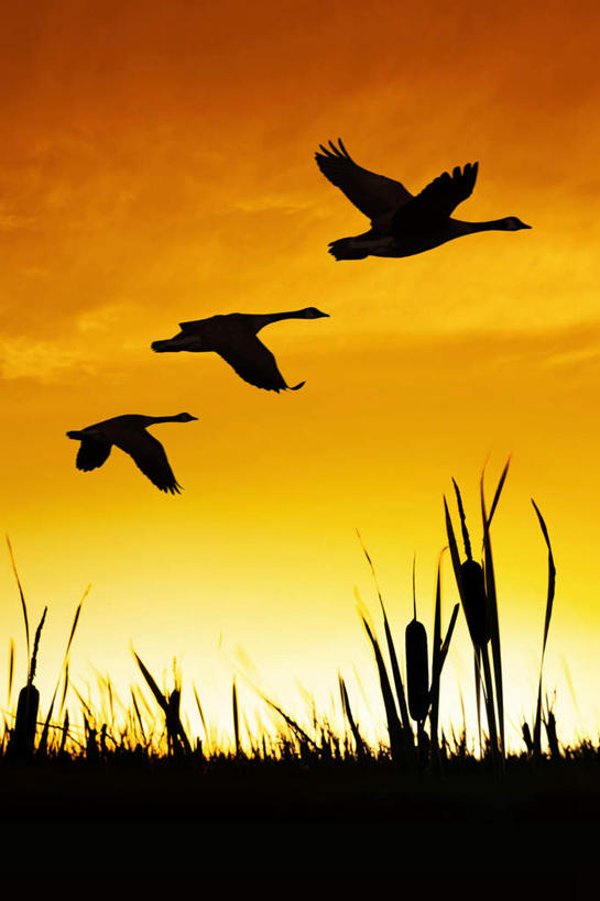 无人,竖图,室外,白天,仰视,旅游,度假,美景,日落,鹅,鸟,许多,飞翔,伸展,张开,展翅,朦胧,模糊,透明,飞行,翅膀,鸟类,水鸟,景观,晚霞,霞光,云,云朵,落日,很多,背光,翱翔,辉煌,云彩,娱乐,飞,黄色,蓝色,白云,蓝天,天空,自然,黄昏,天,享受,休闲,健康,景色,彩霞,放松,活泼,晴朗,希望,暖色,自然风光,加拿大鹅,逆光,光辉,香蒲,张开翅膀,光明,功名,轻快,夕照,展开翅膀,东方香蒲,蒲菜,蒲草,水烛,晴空,夕阳,彩图,低角度拍摄,全身,斜阳