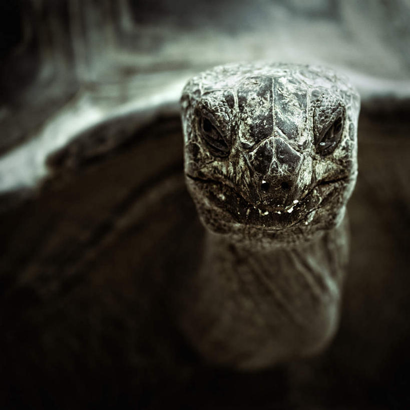 脸,头,脸颊,牙齿,无人,方图,室外,特写,白天,正面,旅游,度假,美景,龟,厄瓜多尔,朦胧,模糊,景观,注视,娱乐,一只,自然,观察,看,趴着,享受,休闲,健康,景色,南美,放松,观看,察看,南美洲,拉丁美洲,关注,自然风光,坚定,美洲,亚美利加洲,长寿,乌龟,南亚美利加洲,厄瓜多尔共和国,加拉巴哥群岛,加拉帕戈斯群岛,科隆群岛,斯坎塔达斯岛,头部,齿,脸部,脸蛋,面部,牙,牙龈,趴,半身,彩图