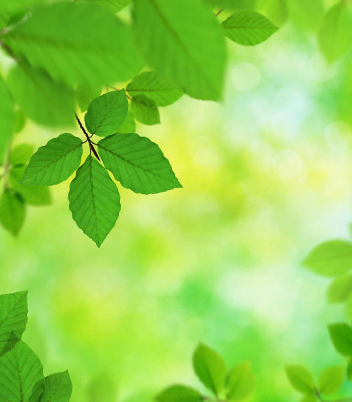 无人,竖图,室外,特写,白天,仰视,旅游,度假,美景,植物,叶子,阴影,朦胧,模糊,光线,影子,景观,绿叶,娱乐,绿色,阳光,自然,享受,休闲,嫩叶,景色,放松,生长,成长,自然风光,榉树,大叶榉,红榉树,白榉,大叶榉树,叶,叶片,彩图,低角度拍摄