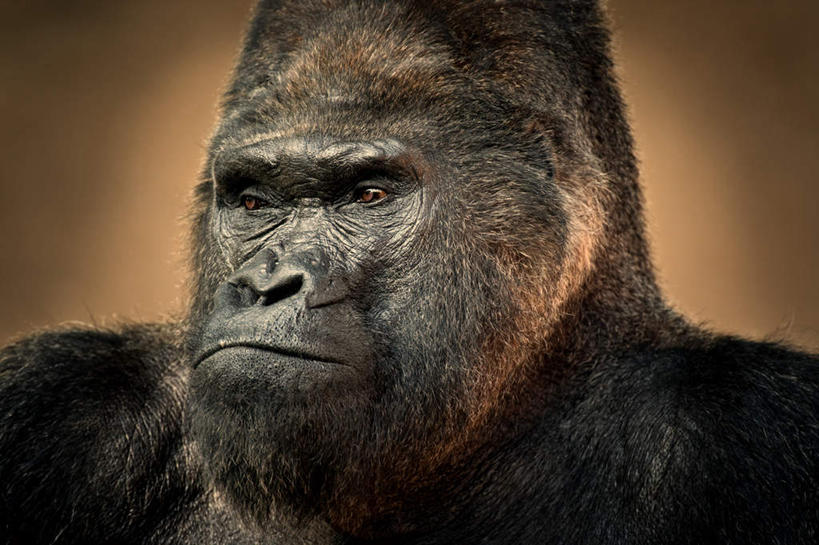 脸,头,脸颊,无人,横图,室外,特写,白天,正面,旅游,度假,美景,猩猩,阴影,反射,光线,影子,景观,注视,娱乐,一只,阳光,自然,观察,看,享受,休闲,景色,放松,观看,察看,关注,自然风光,大猩猩,金刚猩猩,西部大猩猩,西部低地大猩猩,头部,脸部,脸蛋,面部,半身,彩图