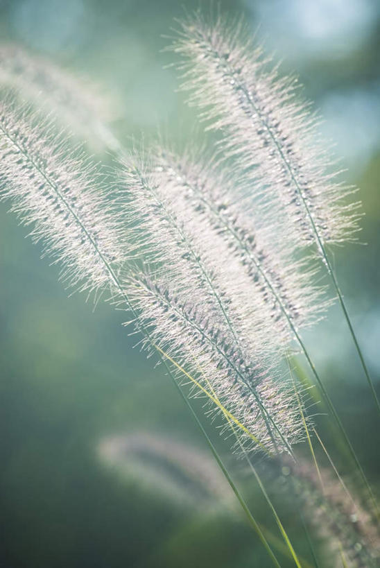 无人,竖图,室外,特写,白天,正面,草地,草坪,美景,植物,生气,朦胧,模糊,景观,草,绿色,自然,景色,活力,朝气,生机,希望,自然风光,彩图