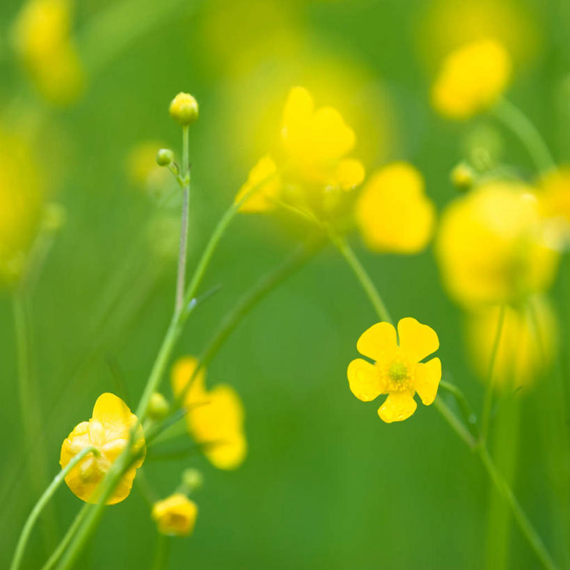 无人,方图,室外,特写,白天,正面,叶子,阴影,朦胧,模糊,盛开,透明,光线,影子,芹菜花,绿叶,花毛茛,辉煌,花蕾,花,花瓣,花朵,鲜花,黄色,阳光,花苞,花蕊,健康,嫩叶,活泼,希望,暖色,光辉,陆莲花,波斯毛茛,光明,功名,轻快,叶,叶片,彩图
