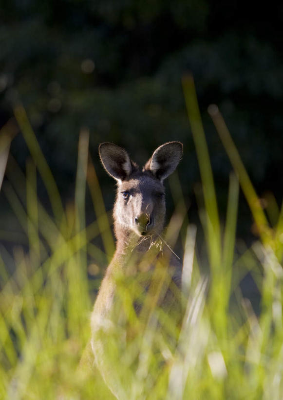 无人,竖图,室外,白天,正面,旅游,度假,草地,草坪,美景,树林,植物,袋鼠,野生动物,阴影,光线,影子,景观,娱乐,草,树,树木,一只,绿色,阳光,自然,动物,享受,休闲,景色,放松,可爱,活泼,生长,成长,自然风光,育儿袋,半身,彩图