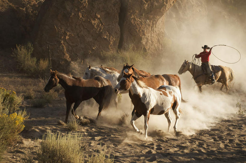西方人,一个人,牛仔,拉,横图,室外,白天,侧面,沙漠,植物,马,野生动物,帽子,欧洲,欧洲人,仅一个男性,仅一个人,仅一个中年男性,一群,许多,阴影,枯萎,反射,影子,枯草,尘埃,草,树,树木,骑,黄色,绿色,自然,动物,牛仔帽,运输,牲畜,生长,成长,灰尘,尘土,挥动,挥舞,缰绳,鞭子,男人,男性,中年男性,白种人,大漠,砂漠,牧牛工,牧牛人,牧童,彩图,全身