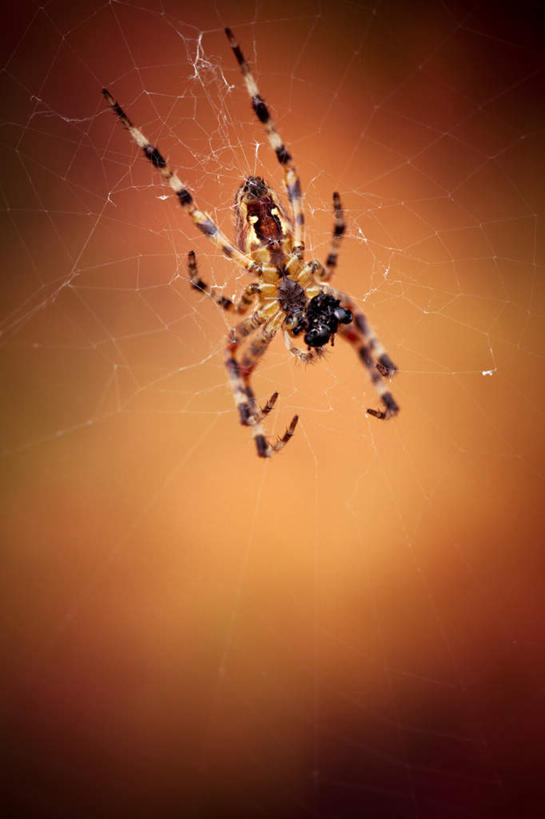 无人,攀登,竖图,室内,白天,正面,捕食,昆虫,蜘蛛,蜘蛛网,注视,一只,动物,观察,看,趴着,爬,观看,察看,八脚螅,关注,节肢动物,益虫,波丝,趴,攀爬,彩图,全身