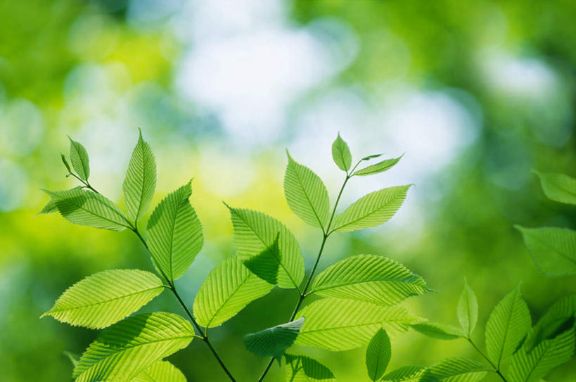 无人,横图,室外,白天,正面,旅游,度假,美景,植物,叶子,生气,朦胧,模糊,新鲜,纹理,景观,绿叶,枝条,娱乐,树,树木,树枝,绿色,自然,享受,休闲,嫩叶,景色,放松,活力,生长,成长,青春,生机,生命,自然风光,和平,安详,肌理,冷色,虬枝,枝杈,活气,叶,叶片,叶脉,彩图