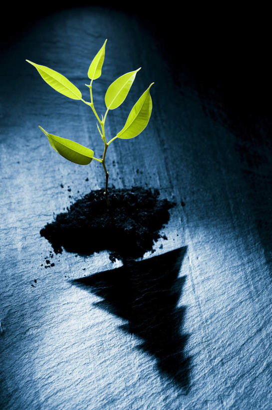 无人,竖图,室内,白天,正面,草地,草坪,植物,地板,阴影,光线,影子,土壤,灯光,地面,木地板,草,绿色,自然,清晰,生长,成长,彩图