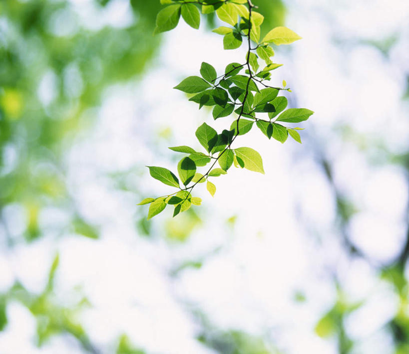 横图,室外,白天,正面,旅游,度假,美景,太阳,植物,叶子,光线,景观,绿叶,枝条,娱乐,树,树木,树枝,阳光,自然,春季,春天,享受,休闲,嫩叶,景色,放松,生长,成长,清爽,生机,新生,生命,清新,自然风光,发展,复活,春日,虬枝,枝杈,重生,叶,叶片,半身,彩图