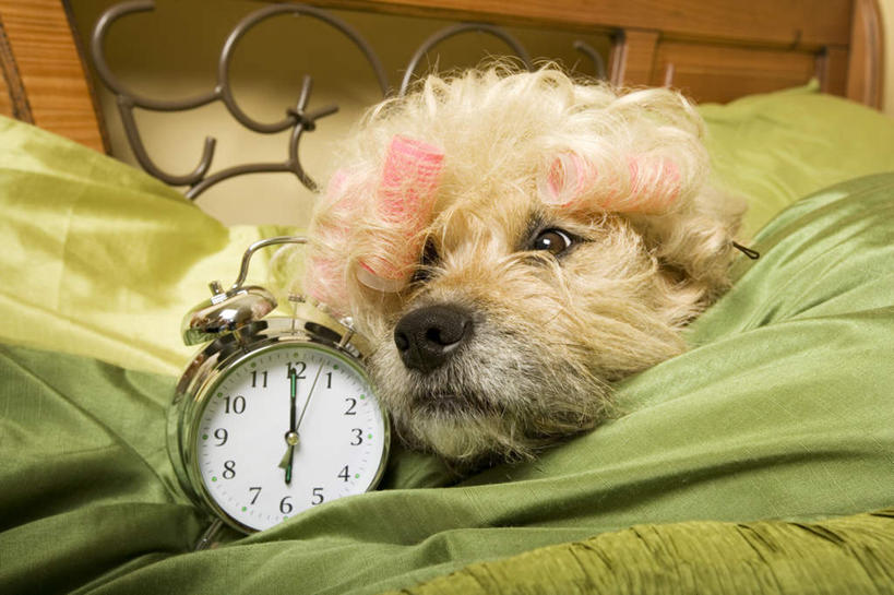 无人,横图,室内,特写,白天,正面,床,卧室,宠物,狗,闹钟,时间,时钟,双人床,床单,计时,被子,黄色,绿色,动物,钟表,表,可爱,惊吓,被单,被窝,忠诚,懒散,卷发,钟,犬,彩图,睡房,卧房