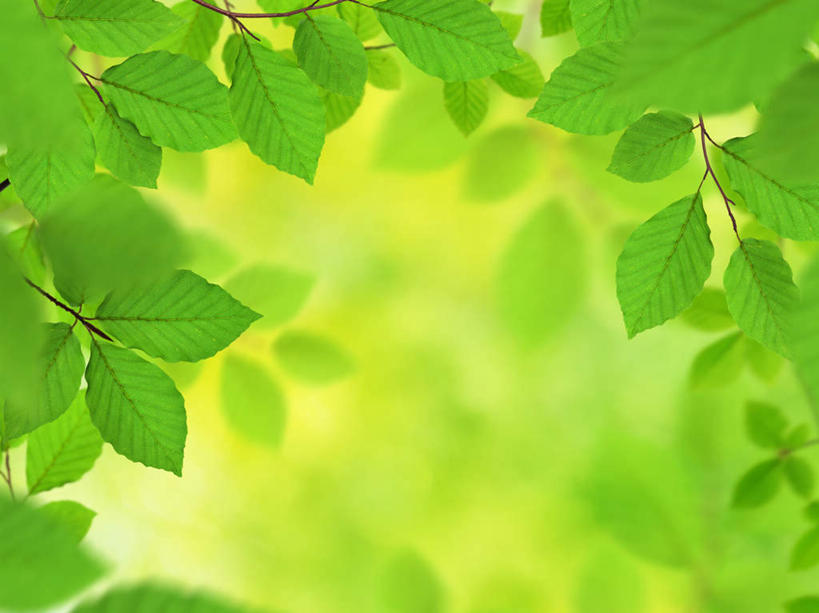 无人,横图,室外,白天,正面,旅游,度假,美景,叶子,朦胧,模糊,景观,绿叶,娱乐,自然,享受,休闲,嫩叶,景色,放松,自然风光,山毛榉,麻栎金刚,山毛榉树,叶,叶片,彩图