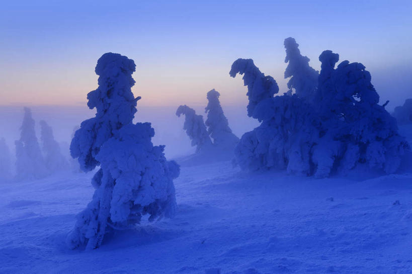 无人,横图,室外,白天,正面,旅游,度假,北极,美景,雪,植物,大雪,松树,覆盖,积雪,景观,雪景,冬季,冬天,朝霞,晨曦,黎明,娱乐,树,树木,黄色,蓝色,绿色,蓝天,天空,阳光,自然,天,享受,休闲,橙色,景色,放松,寒冷,生长,晴朗,成长,自然风光,坚定,遮盖,万里无云,长寿,严寒,贞洁,笼罩,北极地区,北极区,北极圈,笼盖,朝阳,晴空,晴空万里,彩图,破晓