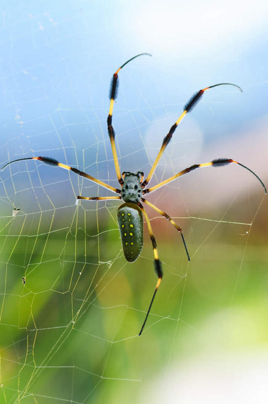 无人,竖图,室外,特写,白天,正面,旅游,度假,美景,朦胧,模糊,昆虫,蜘蛛,蜘蛛网,景观,娱乐,一只,自然,动物,趴着,享受,休闲,景色,放松,八脚螅,自然风光,节肢动物,益虫,波丝,幽灵蛛,趴,彩图,全身