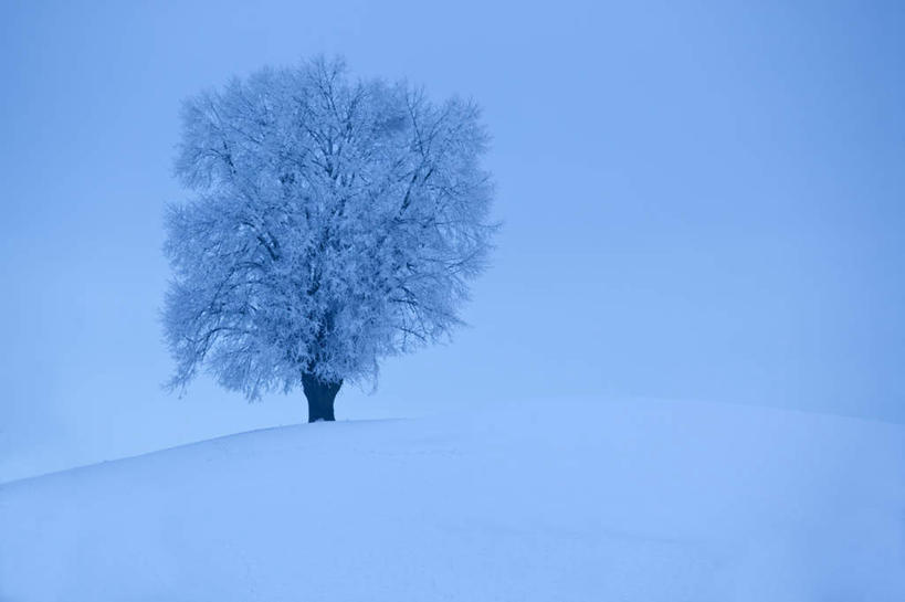 无人,横图,室外,白天,正面,旅游,度假,寂寞,美景,雪,植物,雾,大雪,瑞士,欧洲,一棵,朦胧,模糊,积雪,景观,雪景,冬季,冬天,娱乐,树,树木,绿色,自然,享受,休闲,景色,放松,寒冷,生长,成长,迷雾,自然风光,中欧,严寒,瑞士联邦,孑立,孤单,孤独,大雾,彩图