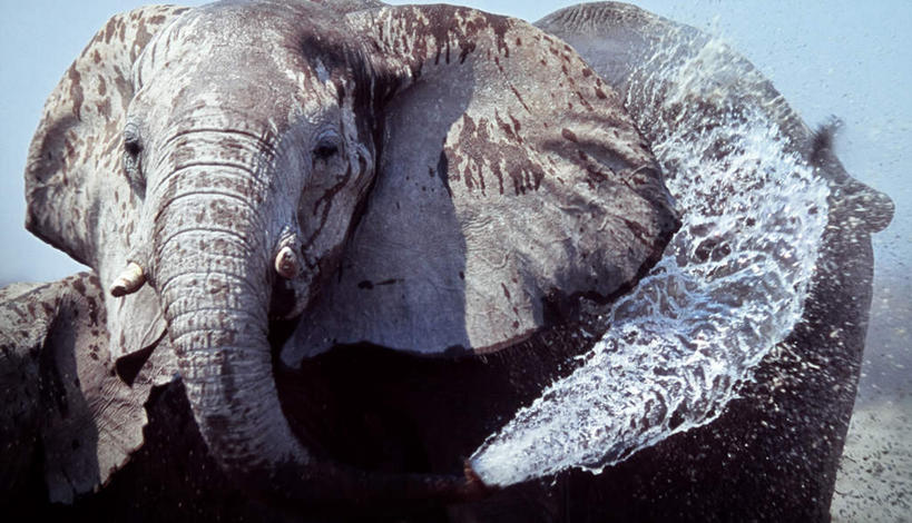 无人,公园,站,横图,室外,白天,正面,水,哺乳动物,大象,野生动物,非洲,纳米比亚,阴影,飞溅,溅,光线,液体,影子,水滴,扭头,注视,水珠,一只,蓝色,蓝天,天空,阳光,动物,天,观察,看,站着,转头,晴朗,观看,察看,国家公园,关注,喷洒,万里无云,埃托沙公园,埃托沙国家公园,纳米比亚共和国,晴空,晴空万里,象,站立,半身,彩图