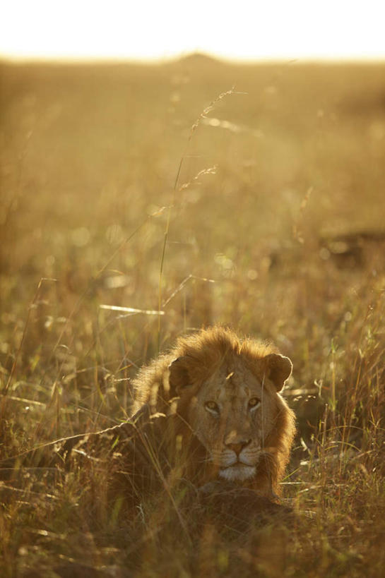 无人,动物园,竖图,俯视,室外,白天,草地,草坪,美景,植物,哺乳动物,野生动物,狮子,阴影,朦胧,模糊,光线,影子,景观,注视,草,一只,蓝色,绿色,蓝天,天空,阳光,自然,动物,天,观察,看,趴着,景色,晴朗,观看,察看,关注,自然风光,凶猛,警惕,万里无云,戒备,警觉,警悟,警醒,残暴,凶残,晴空,晴空万里,趴,彩图,高角度拍摄,全身