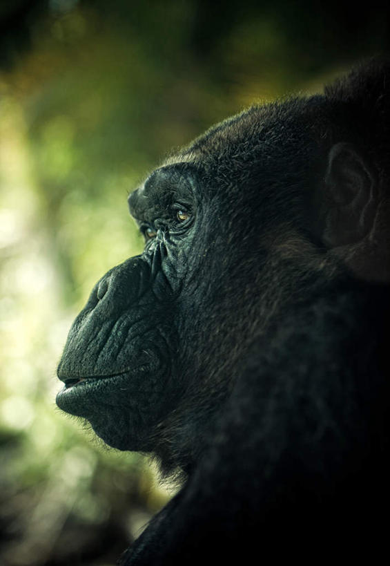 脸,头,脸颊,无人,站,竖图,室外,特写,白天,侧面,旅游,度假,美景,植物,哺乳动物,野生动物,猩猩,朦胧,模糊,景观,注视,娱乐,一只,绿色,自然,动物,观察,看,站着,享受,休闲,景色,放松,生长,成长,观看,察看,关注,自然风光,大猩猩,金刚猩猩,山地大猩猩,银背大猩猩,高山大猩猩,头部,脸部,脸蛋,面部,站立,半身,彩图