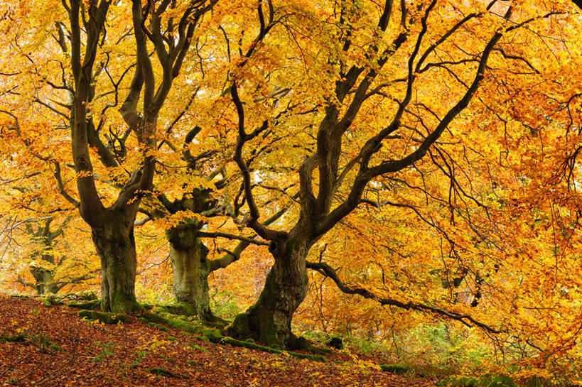 无人,横图,室外,白天,正面,旅游,度假,美景,秋季,植物,叶子,阴影,光线,影子,景观,枯叶,落叶,树桩,枝条,凉爽,娱乐,树,树干,树木,树枝,绿色,阳光,自然,享受,休闲,木桩,景色,放松,生长,成长,自然风光,虬枝,枝杈,风凉,凉快,叶,叶片,秋,秋天,彩图