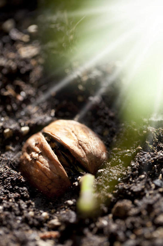 无人,竖图,室外,特写,白天,正面,植物,水果,种植,阴影,朦胧,模糊,新鲜,光线,影子,泥土,土壤,核桃,生食,食品,坚果,发芽,果实,食物,绿色,阳光,自然,干果,有机食品,绿色食品,生长,成长,栽培,栽种,胡桃,羌桃,抽芽,莳植,彩图