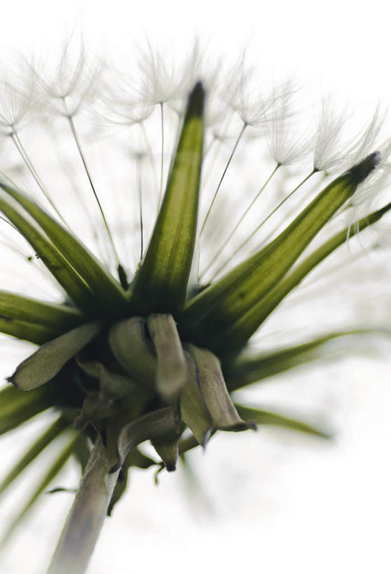 无人,竖图,俯视,室外,特写,白天,爱情,蒲公英,盛开,花蕾,花,花瓣,花朵,鲜花,一朵,花苞,花蕊,开朗,蒲公草,尿床草,彩图,高角度拍摄