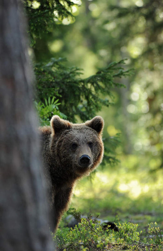 无人,站,竖图,室外,白天,正面,草地,草坪,美景,植物,野生动物,熊,阴影,朦胧,模糊,光线,影子,景观,扭头,注视,草,树,树木,一只,绿色,阳光,自然,动物,观察,看,站着,张嘴,转头,景色,生长,成长,观看,察看,关注,自然风光,凶猛,张大嘴巴,警惕,戒备,警觉,警悟,警醒,残暴,凶残,张开嘴,棕熊,马熊,站立,半身,彩图